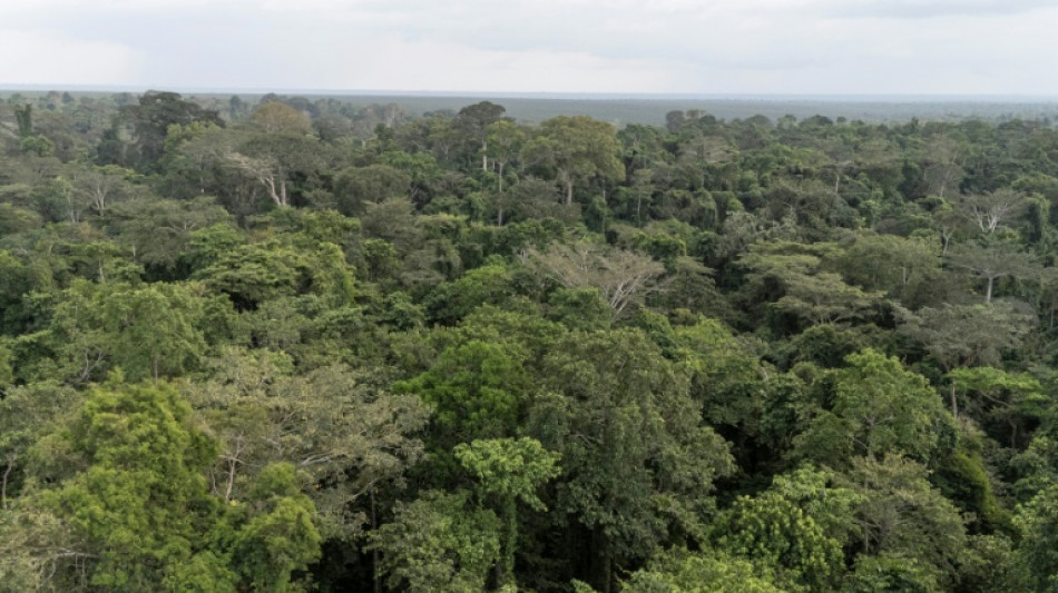 El rescate de un elefante hu&eacute;rfano expone el reto de la conservaci&oacute;n en Nigeria