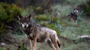 Brandenburg: Kind in Wildpark von Wolf attackiert und schwer verletzt