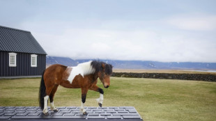 Islandia propone delegar en sus caballos la respuesta autom&aacute;tica de correos por vacaciones