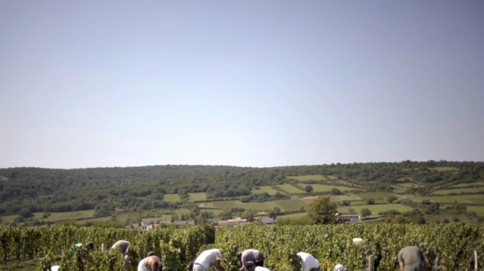 D&eacute;but des vendanges en Bourgogne, un nouveau record de pr&eacute;cocit&eacute;
