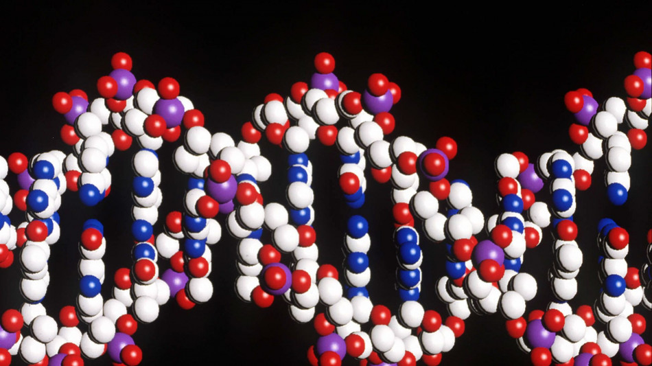 Il Dna antico riscrive la ritirata di Napoleone dalla Russia