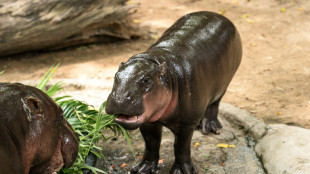 Trespasser caught in viral hippo Moo Deng's Thai zoo pen