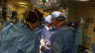 Unos cirujanos chinos implantan un hígado de cerdo en un humano por primera vez