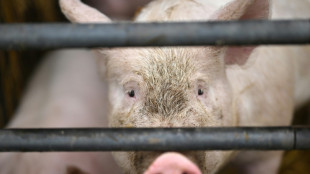 Dutzende Schweine sterben bei Stallbrand in Baden-W&uuml;rttemberg