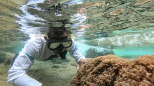 Un coral ex&oacute;tico asfixia arrecifes en Venezuela y amenaza el Caribe