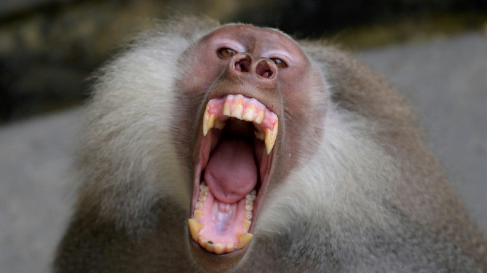 Primaten: Meist keine klare Dominanz von Männchen oder Weibchen