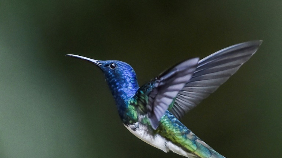 Des colibris femelles se déguisent en mâle pour éviter leurs agressions