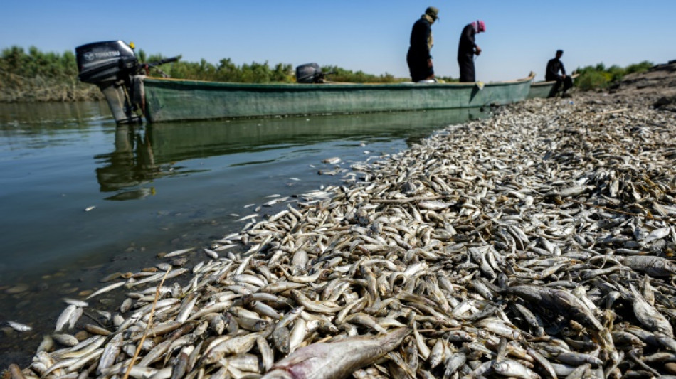 Irak: des "tonnes" de poissons morts &eacute;chou&eacute;s sur les bords d'une rivi&egrave;re
