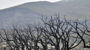 Br&auml;nde in Algerien zerst&ouml;ren laut Experte Teile eines Unesco-Biosph&auml;renreservats