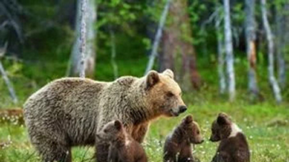 &Egrave; stata uccisa l'orsa Kj1