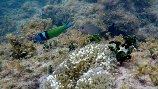 Cara&iuml;bes: les r&eacute;cifs coralliens r&eacute;duits de moiti&eacute; depuis 1980, selon un rapport