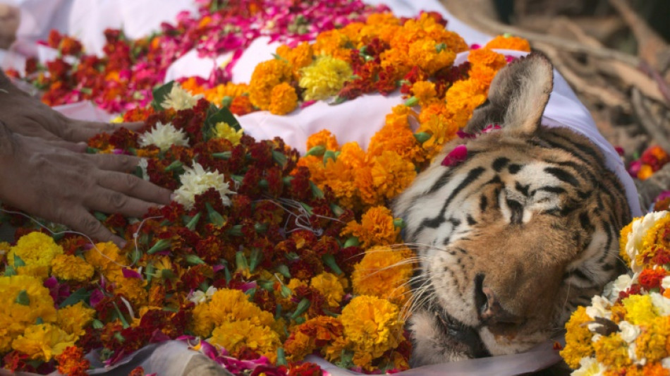 L'Inde fait ses adieux à la tigresse Collarwali, dite "supermaman"