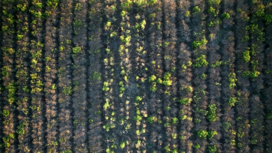 La sequía pone en jaque la producción de yerba mate en Argentina
