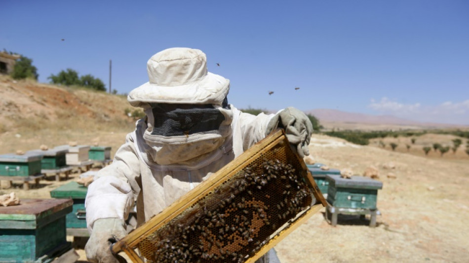 En Syrie, le changement climatique &eacute;puise les apiculteurs