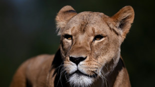 Tres leonas mueren en un zool&oacute;gico de Tokio por un supuesto golpe de calor