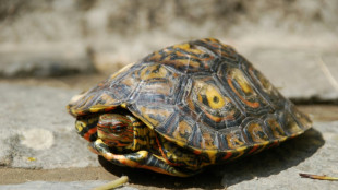 A la recherche d'un ancêtre commun à des tortues pas si muettes que ça
