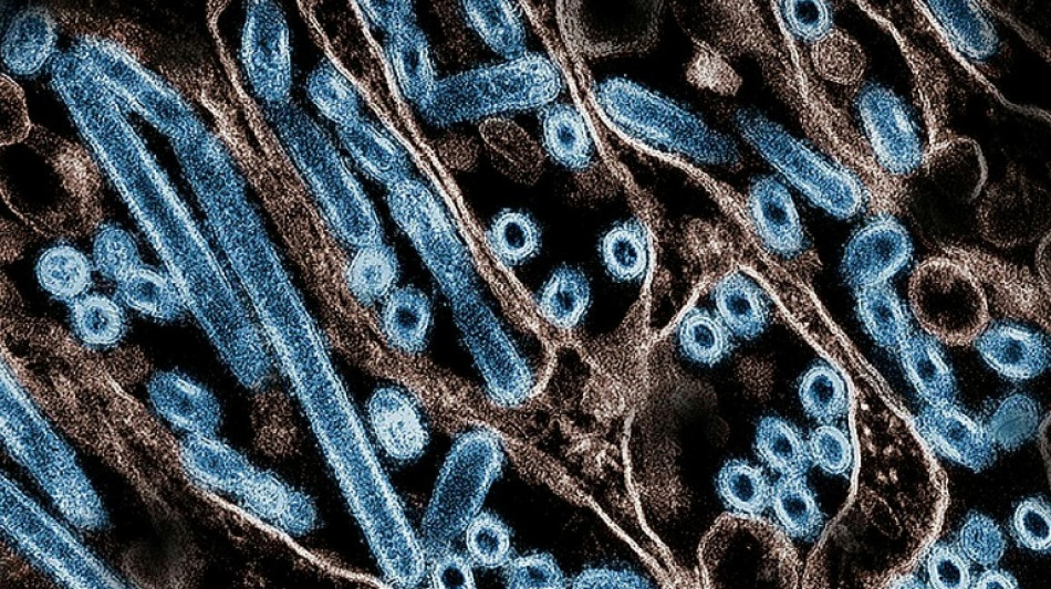 Grippe aviaire: de r&eacute;centes contaminations suscitent l'inqui&eacute;tude aux Etats-Unis