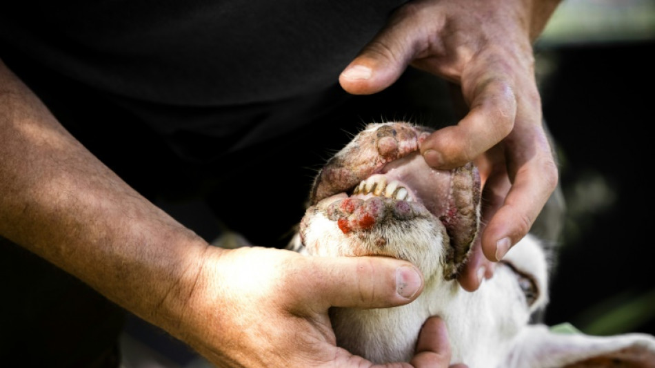 Germany sees explosion in cases of bluetongue virus