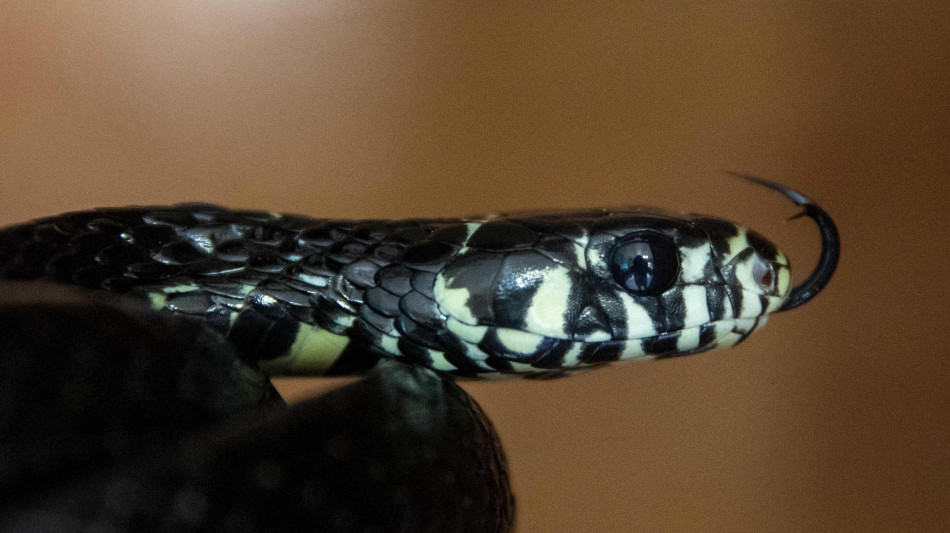 Australia, scampa al morso di serpente tigre mentre &egrave; alla guida