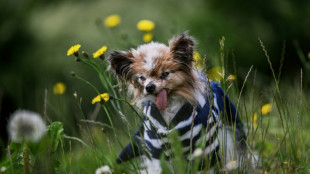 'World's oldest dog' contender dies in France aged 30
