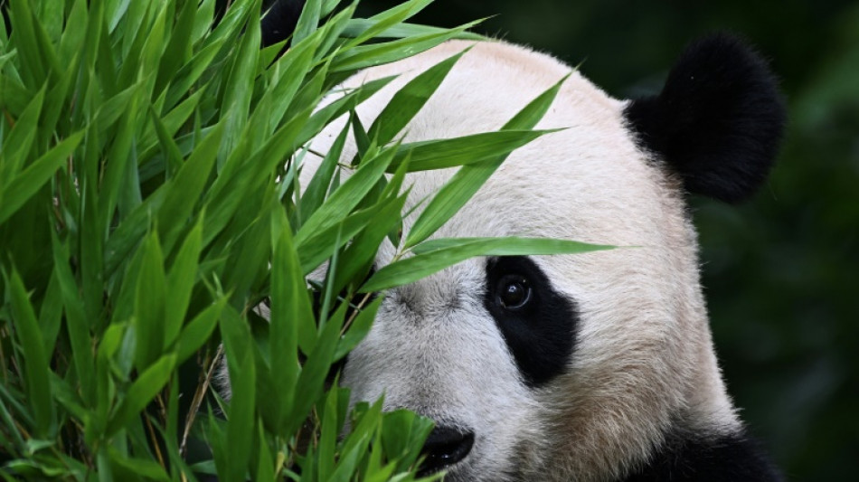 China regalar&aacute; pandas a Hong Kong por el 27 aniversario de su devoluci&oacute;n