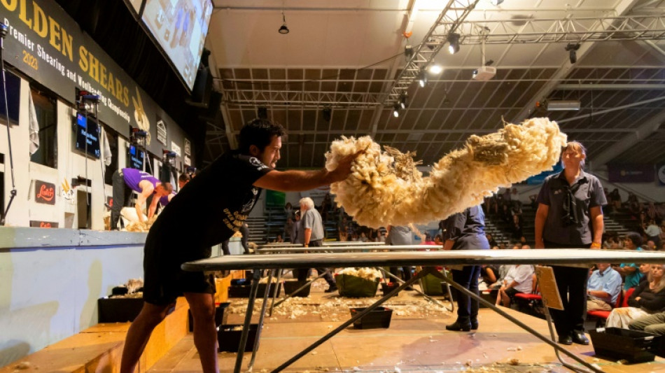 New Zealand wool handling ace is a G.O.A.T. among sheep