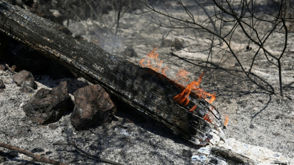 M&eacute;gafeu en Gironde: extinction, reconstruction, replantation... Le chantier de l'apr&egrave;s