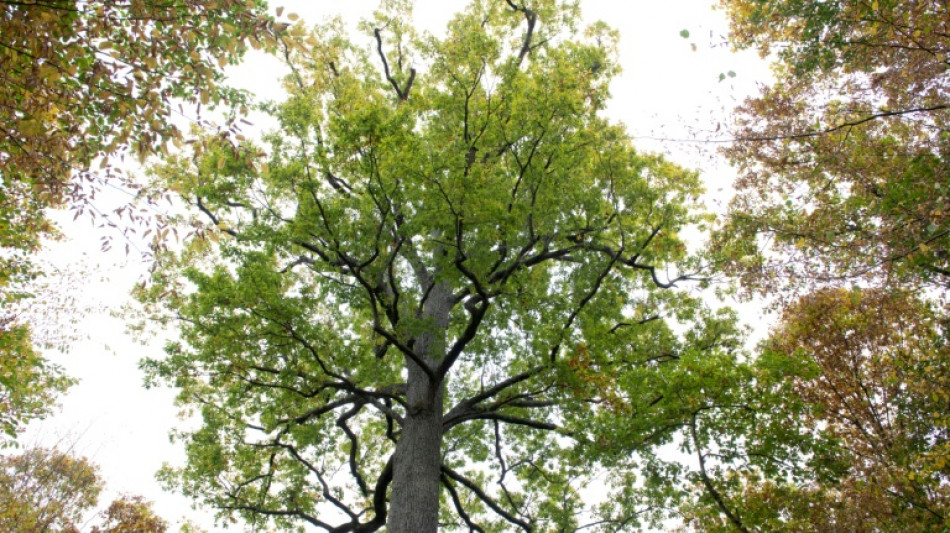 "Compter sur les survivants": un chercheur raconte comment le ch&ecirc;ne s'adapte au climat