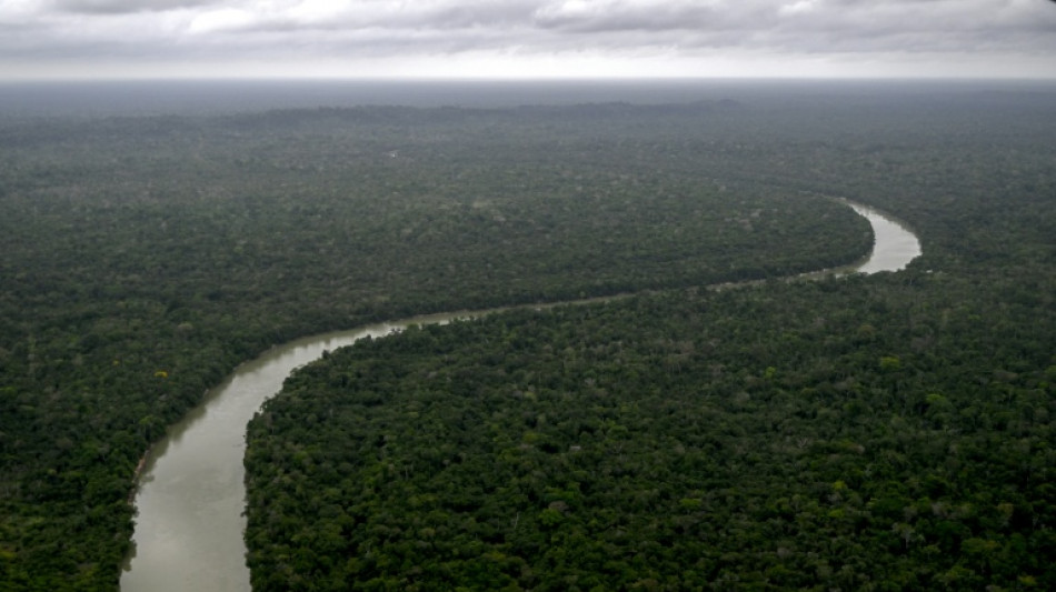 Pour se r&eacute;g&eacute;n&eacute;rer, l'Amazonie compte sur une poign&eacute;e d'esp&egrave;ces d'arbres