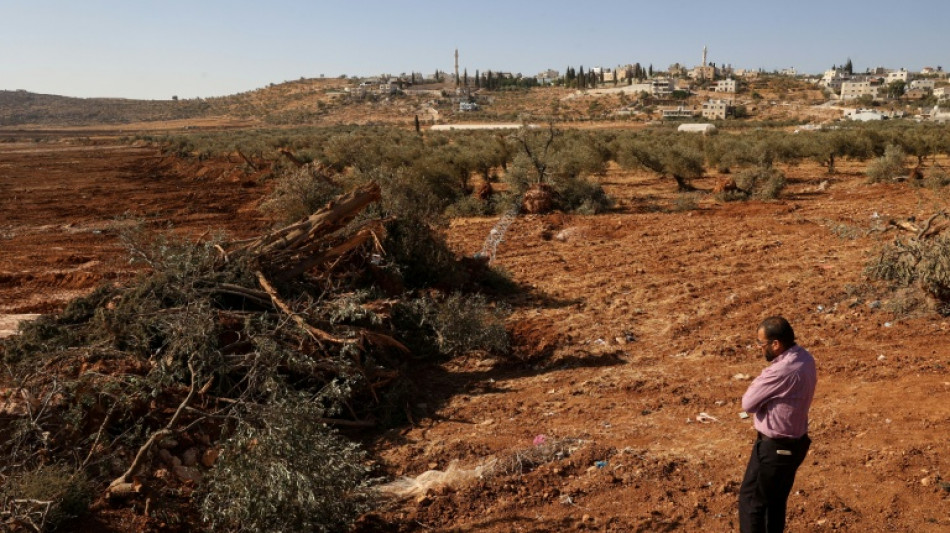 Excavadoras israelíes arrancan cientos de árboles de palestinos en Cisjordania